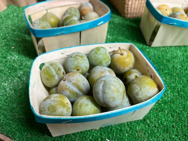 500 grammes prunes reine claude - provence