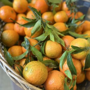 500 grammes clementines Espagne